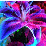 Profile Picture of Fifth Harmony Is Special (@fifthharmonylover2189) on Instagram