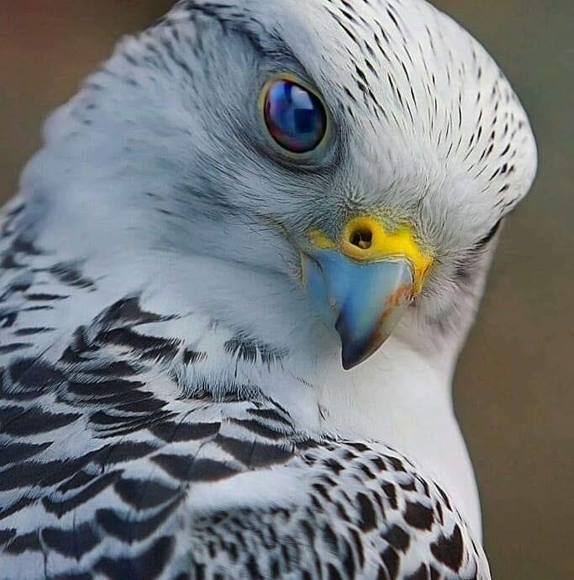 Profile Picture of Gary Pieronek (@garympieronek) on Poshmark