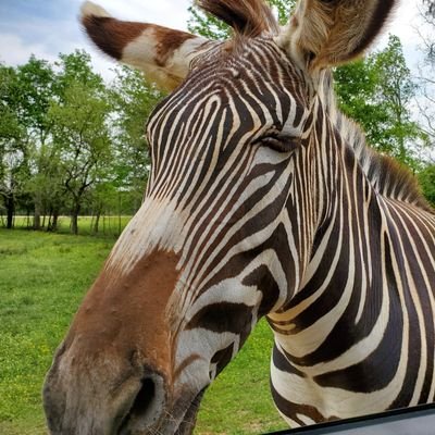 Profile Picture of Joe Speakman (@Falconer08) on Twitter