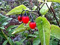Profile Picture of Solanum dulcamara - Wikipediaon Wikipedia