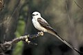 Profile Picture of Scissor-tailed flycatcheron Wikipedia