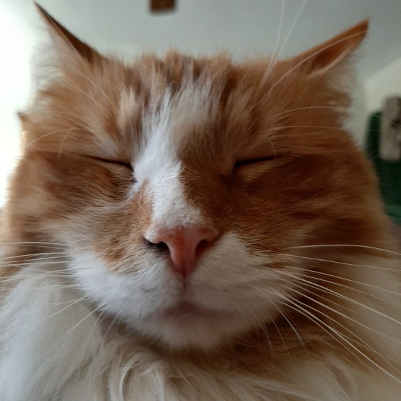 Profile Picture of Stacey paronish Paronish (@taylorbird75) on Poshmark