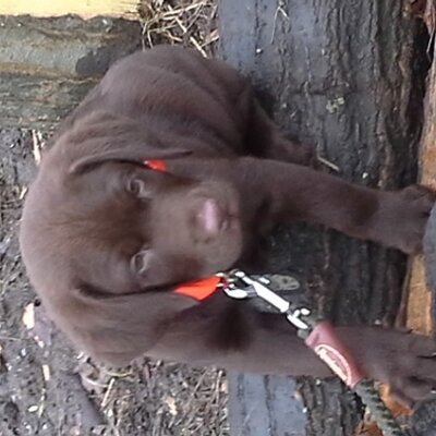 Adam Brydon - Twitter Profile Picture of Adam Brydon (@buckduckgoose) on Twitter