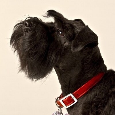 Profile Picture of Andrew Westley (@AndrewWestley2) on Twitter