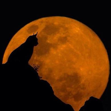 Profile Picture of Amelie Binder (@binder_hope) on Twitter