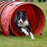 Profile Picture of Ian Hastie (@jenpawsuk) on Instagram