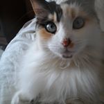 Profile Picture of JEAN claudine (@clojea) on Instagram