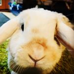 Profile Picture of Florian Stadlbauer (@der_echte_flo2902) on Instagram