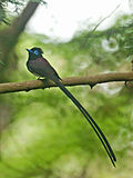 Black paradise flycatcher - Wikipedia Profile Picture of Black paradise flycatcheron Wikipedia