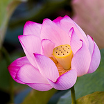 Profile Picture of Fely Chen (@chen.fely8680) on Flickr