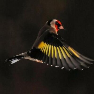 Matthew Laming - Twitter Profile Picture of Matthew Laming (@photmatt) on Twitter