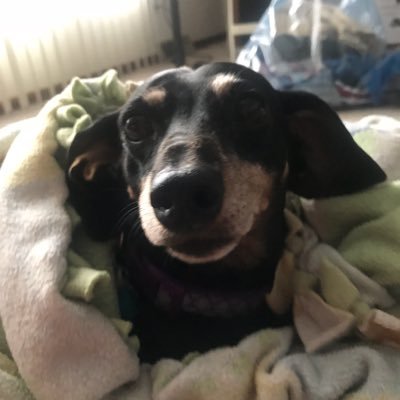 Profile Picture of Linda Swanson (@swanson_linda) on Twitter