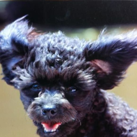 Profile Picture of Paula Muirhead (@pmtet) on Poshmark