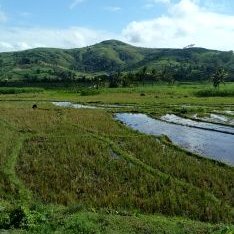 Profile Picture of John Bryan Barlas (@BryanBarlas) on Twitter