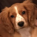 Profile Picture of Dexter Holmes (@dexterdogjersey) on Instagram