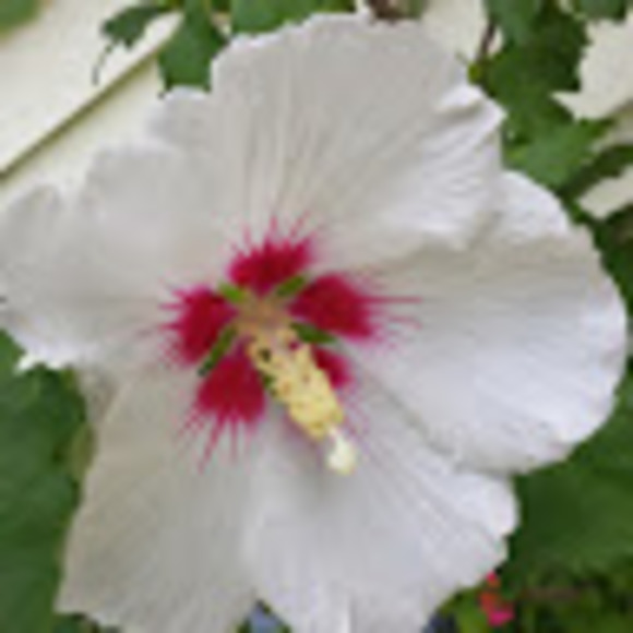 Nicole Mauroff - Poshmark Profile Picture of Nicole Mauroff (@nicolemauroff) on Poshmark