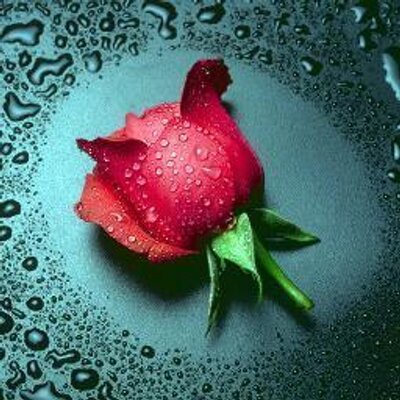 Profile Picture of Mohammed Dawoud (@mohammeddawoud4) on Twitter
