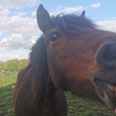 Profile Picture of Benedict Handpump (@SeanPet44416207) on Twitter
