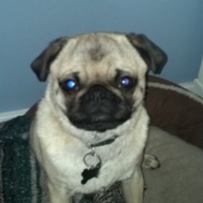 Profile Picture of Andrew Silvius (@Silvius_griz) on Twitter