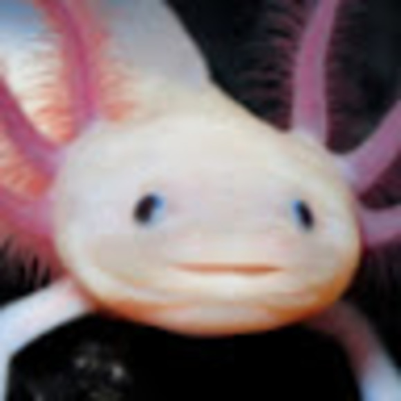 Solvej Lee - Poshmark Profile Picture of Solvej Lee (@solileecee) on Poshmark