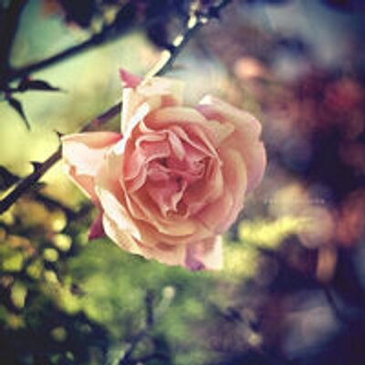 Profile Picture of Leann Huffman (@LeannHuffman6) on Twitter