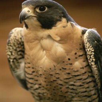 Profile Picture of Maxwell Fowler (@TheDonutGobbler) on Twitter