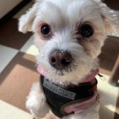 Profile Picture of Takochan (@yasuko_watanabe) on Twitter