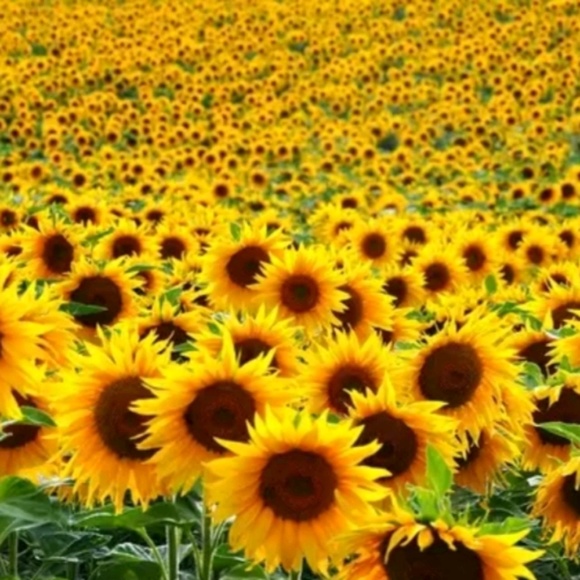 Profile Picture of Kim Navas (@kimlisa7) on Poshmark