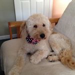 Profile Photo of Janice Dunbar (@prestongoldendoodle) on Instagram