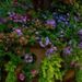 Profile Picture of Nancy Fredrickson (@nancyfred) on Pinterest