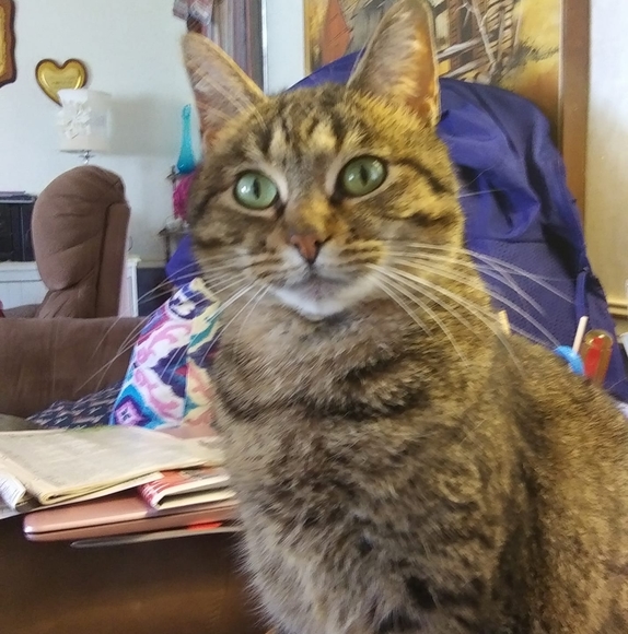 Profile Picture of Brenda Kuffrey (@bkuffrey37) on Poshmark