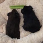 Profile Picture of Milo&Brian (@milobrianguineapiggys) on Instagram