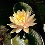 Profile Picture of g___lili (@g___lili) on Instagram