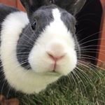 Profile Picture of Louis Tyrone Farrell (@lulu_the_bunny_) on Instagram