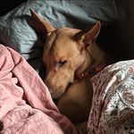 Profile Picture of Allison MacGregor Fornes (@apmfornes) on Instagram