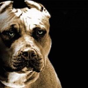 Profile Picture of Kevin  Alejandro (@kevindomingues7) on Twitter