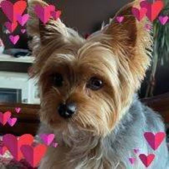 Profile Picture of Janet Rakhshani (@poshmarknana) on Poshmark