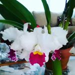 Profile Picture of Bernice Riggi (@rigsbunny) on Instagram