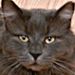 Profile Picture of Vincent carroll (@vcarroll0801) on Pinterest