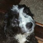 Profile Picture of devin paredes (@henry_the_st.berdoodle) on Instagram