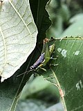 Profile Picture of Liebermannacris dorsualison Wikipedia