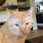 davidsacat - Instagram Profile Picture of davidsacat (@davidsacat) on Instagram