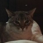 Tanya Weinstein - Instagram Profile Picture of Tanya Weinstein (@catlishis) on Instagram