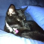 Profile Picture of Darren Hector (@wildlifephotog) on Instagram