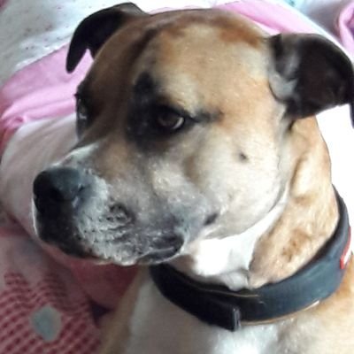 Profile Picture of Vicki Pearson (@vickistheviking) on Twitter