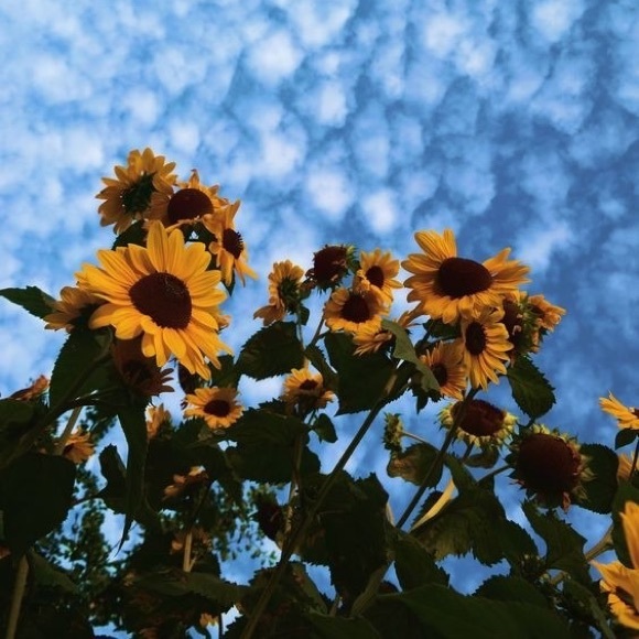 Profile Picture of Ianah Marroquin (@ianah18) on Poshmark