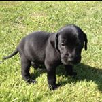 Profile Picture of joshua catchpole (@wys_josh16) on Instagram