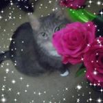 Profile Picture of monica batts (@batts260) on Instagram