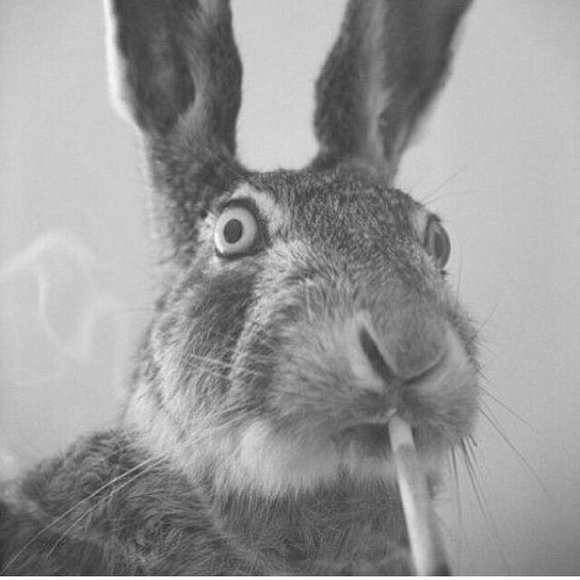 Profile Picture of Kendall Muzzarelli (@kmuzzare) on Poshmark