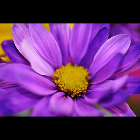 Profile Picture of Chris Frizzell (@cdfrizz) on Poshmark